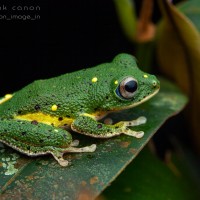 Pseudophilautus poppiae Megaskumbura & Manamendra-Arachcchi, 2005